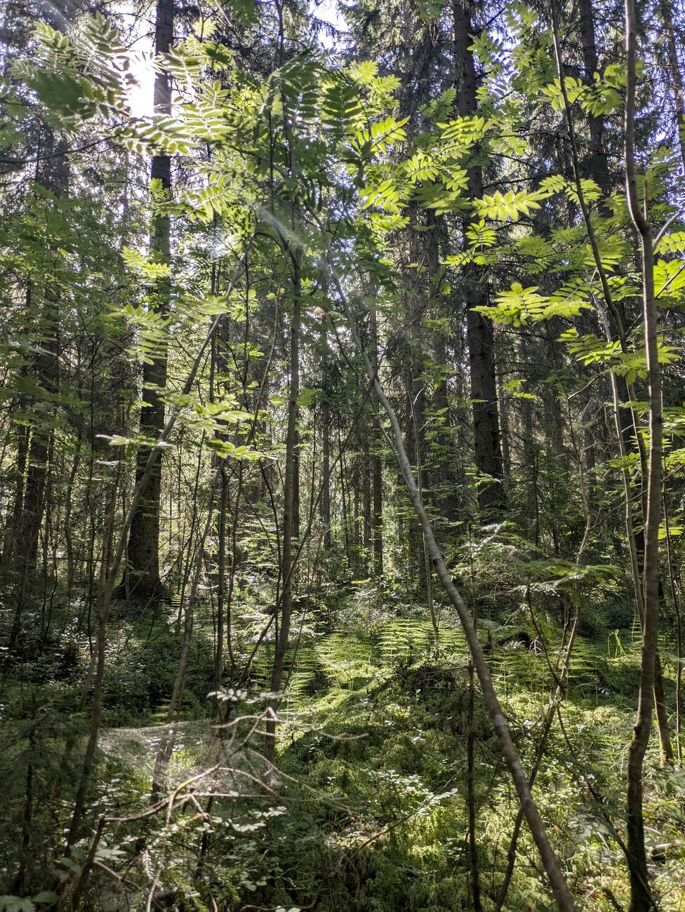 Aurinkoinen, rehevä metsä Terttumäellä